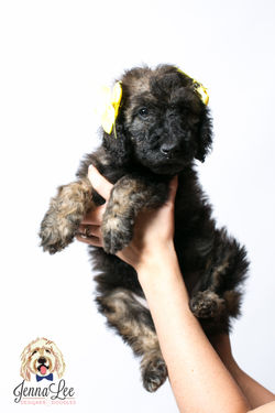 Yellow Collar Female