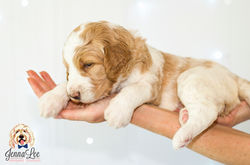 Light Pink Collar Female