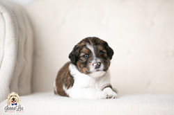 11 Light Blue Collar Male