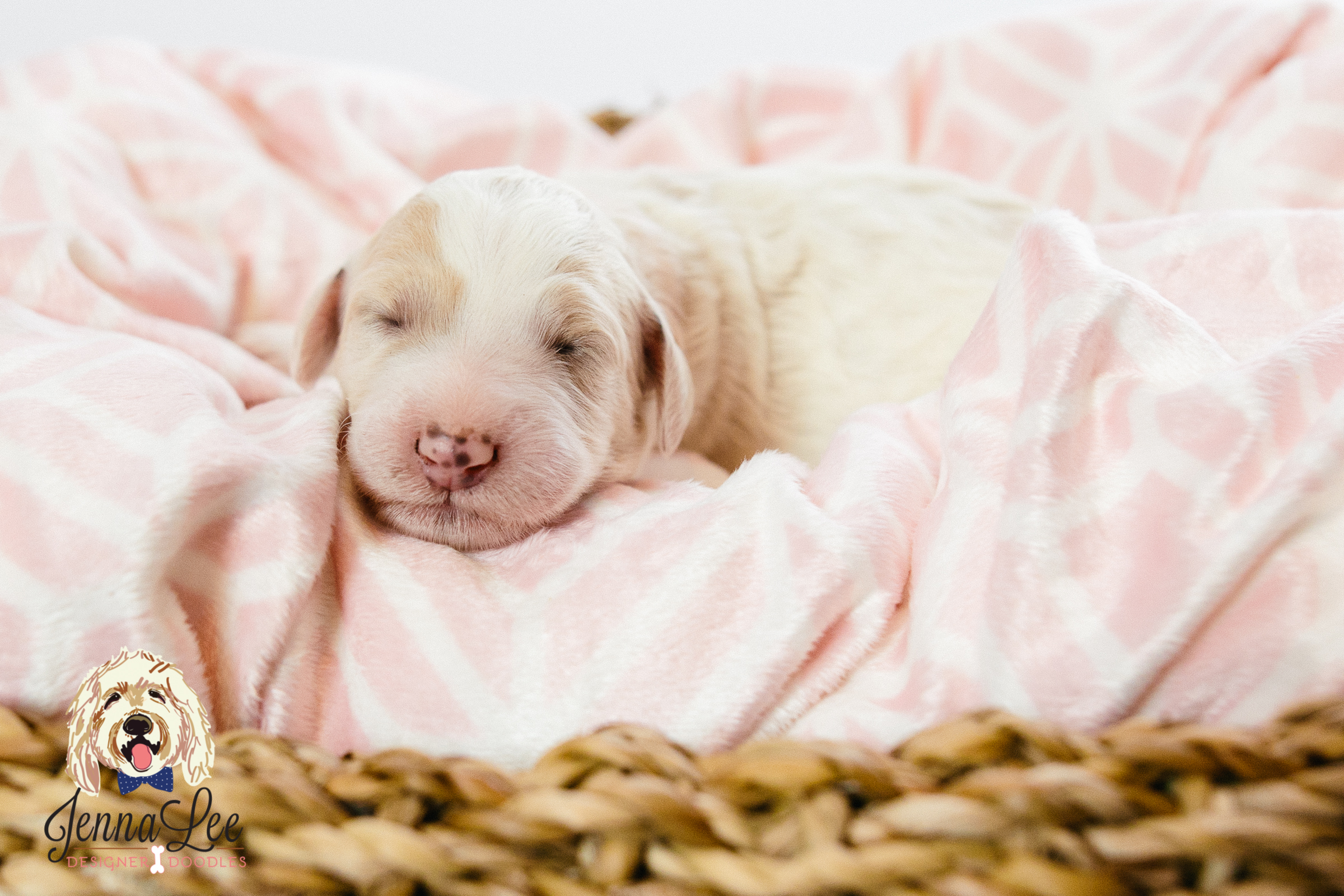 Pink Collar Female