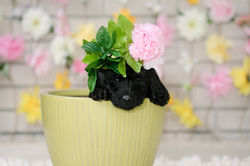 Yellow Collar Female