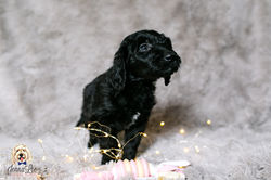 Purple Collar Female