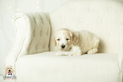 Yellow Collar Female