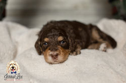 Yellow Collar Female