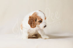 Purple Collar Female