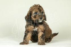 Light Blue Collar Male