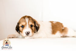 Silver Collar Female