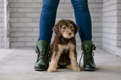 Lavender Collar Female