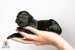 Blue Stripe Collar Male