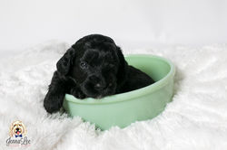 Light Blue Collar Female