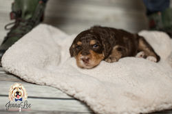 Yellow Collar Female