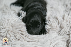 Purple Collar Female