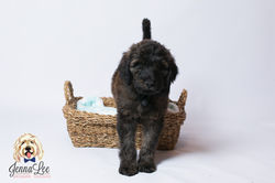 Kensie 8wks T16-9826