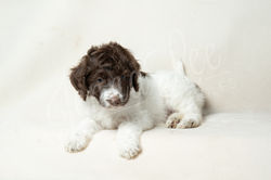 Yellow Collar Female