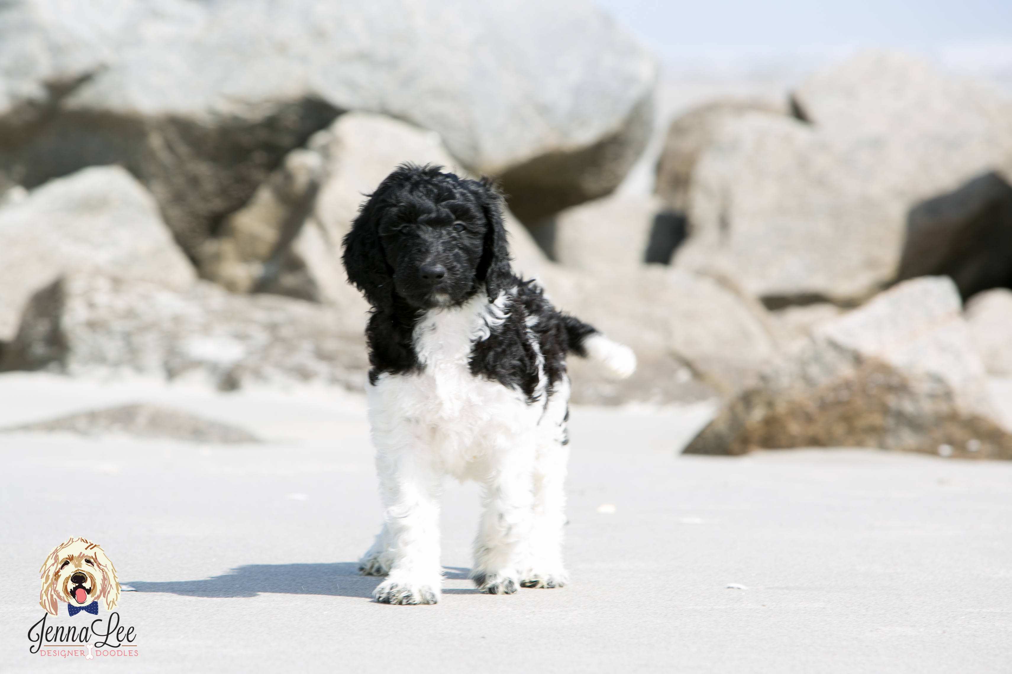 Red Collar Male