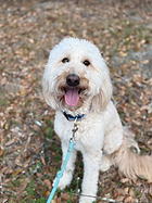 Orange Collar.jpg