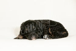 Light Purple Collar Female