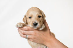 Silver Collar Female