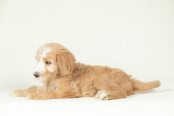 Dark Purple Collar Female