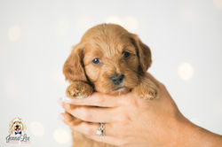 Yellow Collar Female