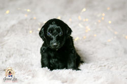 Yellow Collar Female