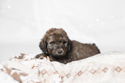 Lt. Pink Collar Female