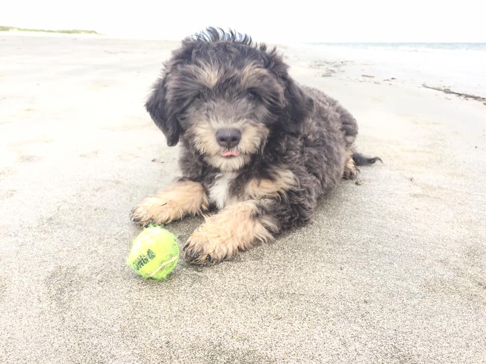 silver phantom goldendoodle for sale