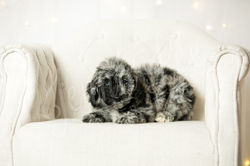 Yellow Collar Female