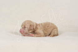 Rainbow Collar Female