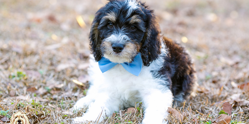 Prada's Charleston Puppy Pickup
