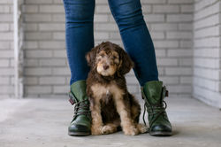 Lavender Collar Female