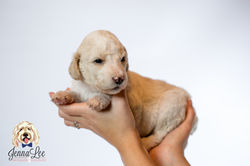 Purple Collar Female