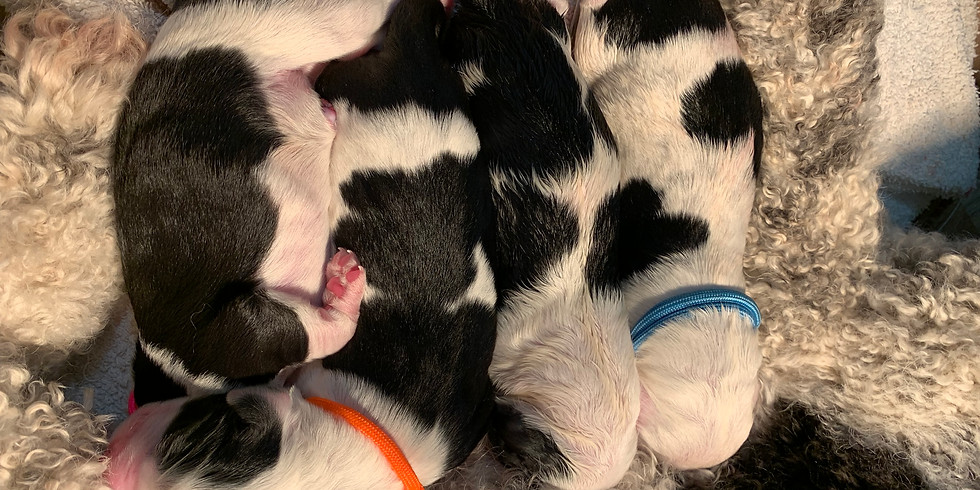 Flora's Charlotte Puppy Pickup