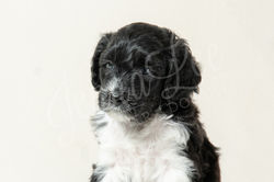 Light Pink Collar Female