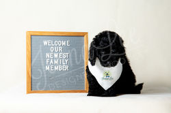 Purple Collar Female