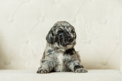 Yellow Collar Female