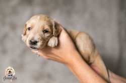 Black and White Stripe Collar Female