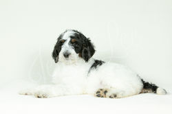 Purple Collar Female