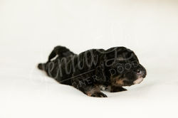 Light Purple Collar Female