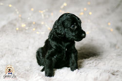 Yellow Collar Female