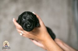 Purple Collar Female