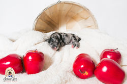 Yellow Collar Female