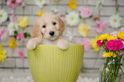 Silver Collar Female