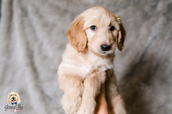 Black and White Stripe Collar Female