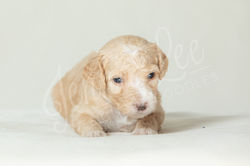 Rainbow Collar Female