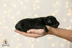 27 Yellow Collar Female