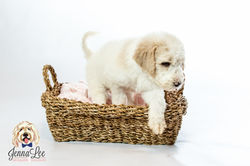 Purple Collar Female