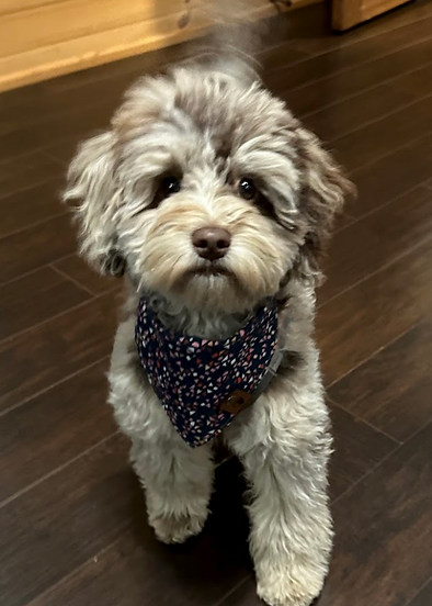 Screenshot 2024-11-06 at 8.01.51 PM.png