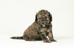 Light Blue Collar Male