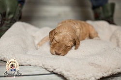 Purple Collar Female